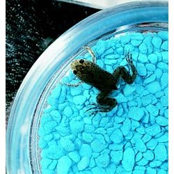 Three Rivers Amphibian Grow-A-Frog Kit